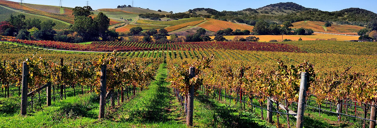 Rolling hills of California wine country
